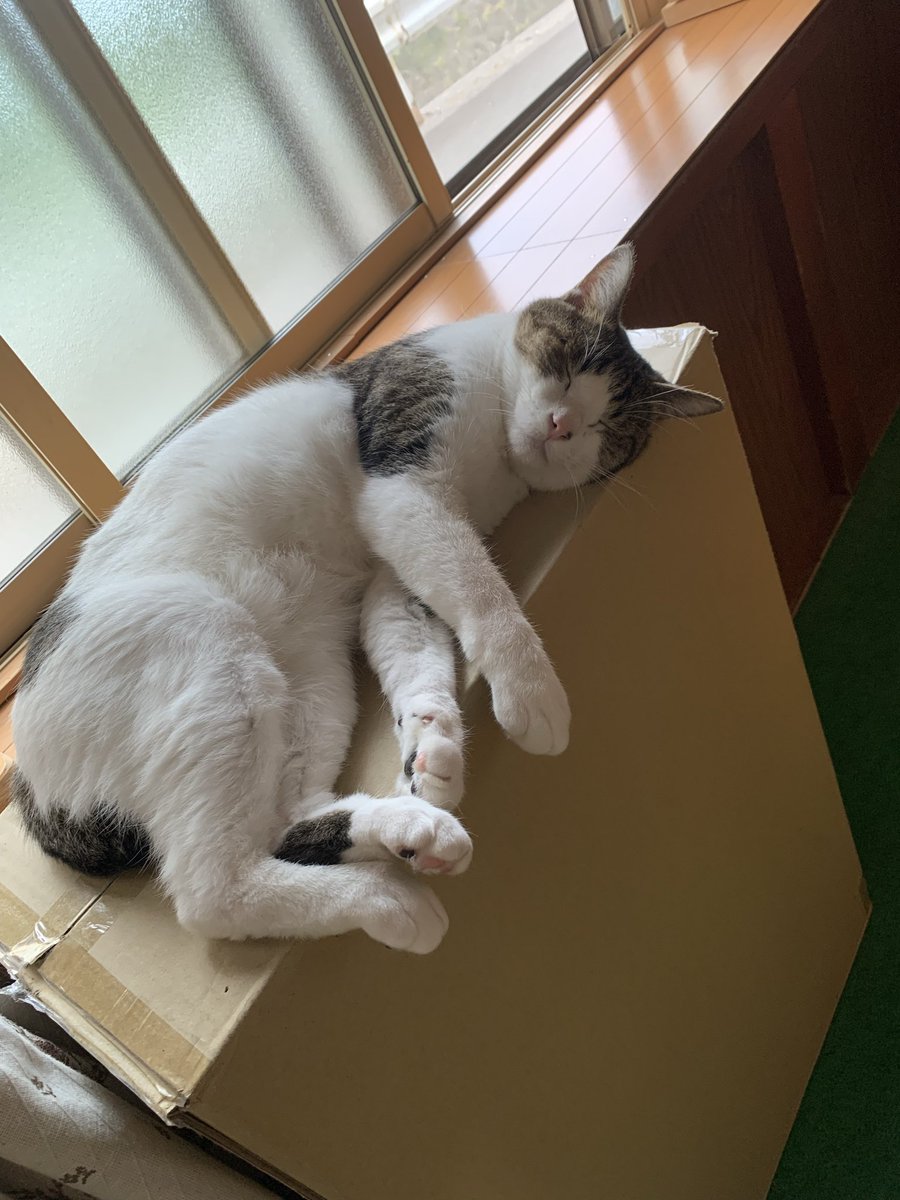 いつもありがとうございます😊
今月をもってしばらくXを辞めようと思います

お世話になってるフォロワーさんには本当に感謝しかありません
応援できなくて🙇

前もって言った方がいいと某フォロワーさんから言われたので告知します

今月だけは活動を投稿します☺️
写真はまるほん旅館さんのでっちです