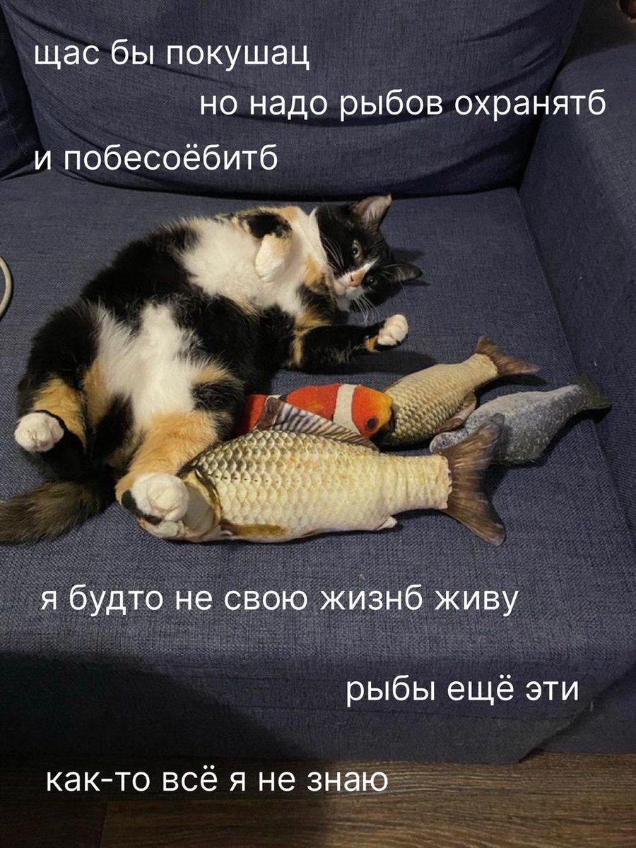 Увидел эту котейку в ленте, и вдохновился на ремейк известного мема: