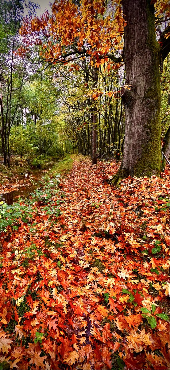 #hardlopen #running🏃‍♂️ik tel er 17😂