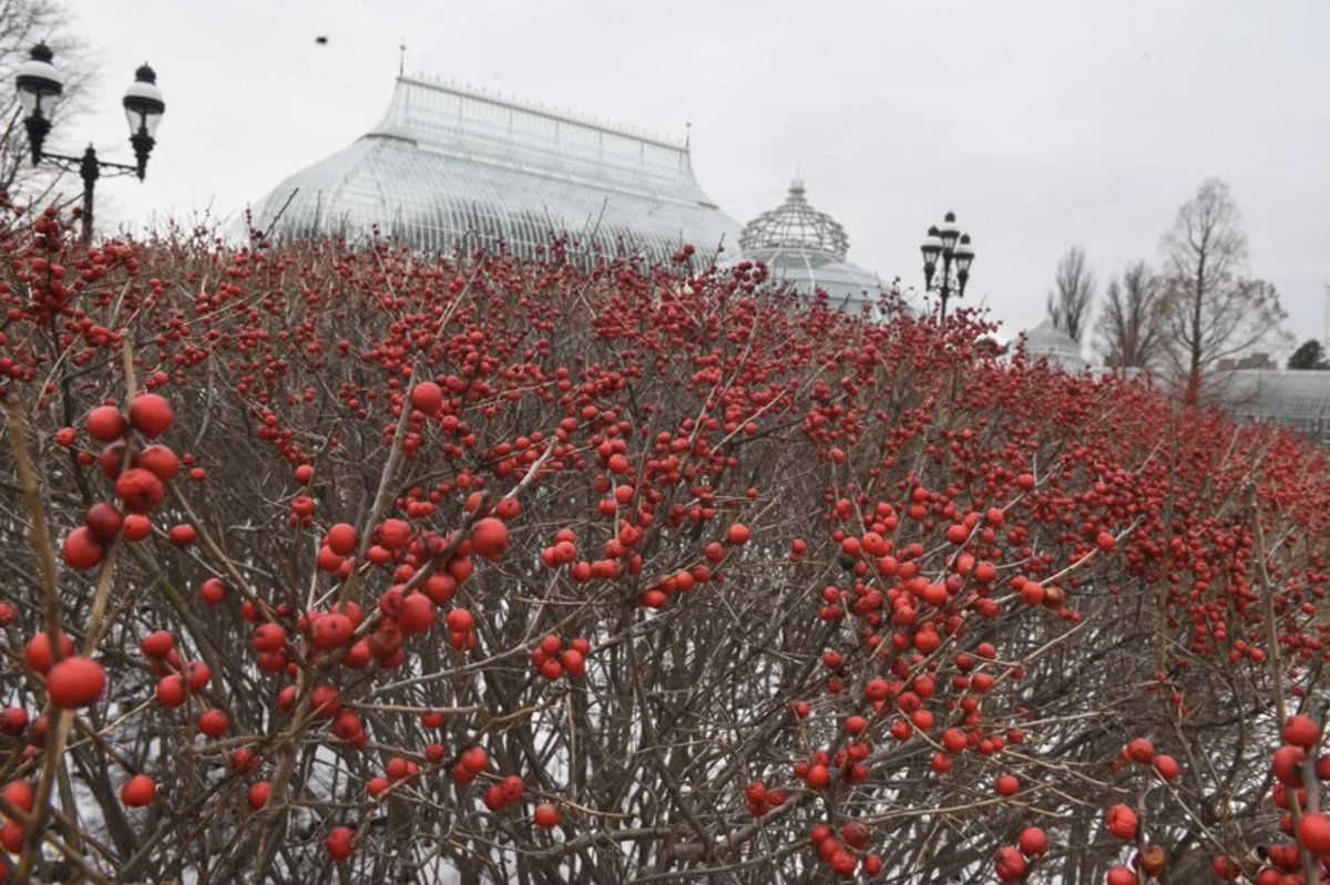 dougoster1's tweet image. Unique trees and shrubs with winter interest is the topic of this week&apos;s Talking Trees podcast for @DaveyTree.
Adam Passo and I had fun talking about some interesting varieties that shine in the winter.
Listen here- …kingtreeswithdaveytree.buzzsprout.com