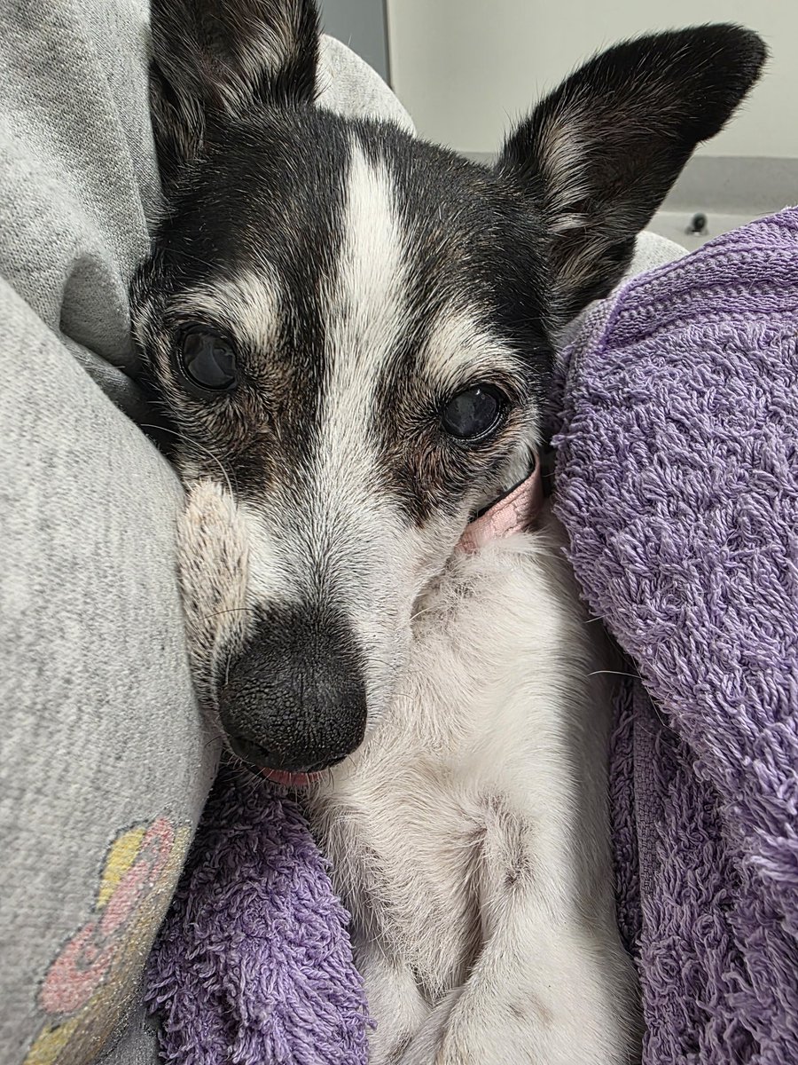 Tonight I had to say goodbye to my Foxy 😭❤️ there are no words to describe how heart broken I am but I know that you are now up in doggy heaven eating all the chickens you want! Rest in peace my little fur angel, I'll always love you 🐶🌹
Foxy Katsioulas 3.6.2008 - 16.10.2025 ❤️