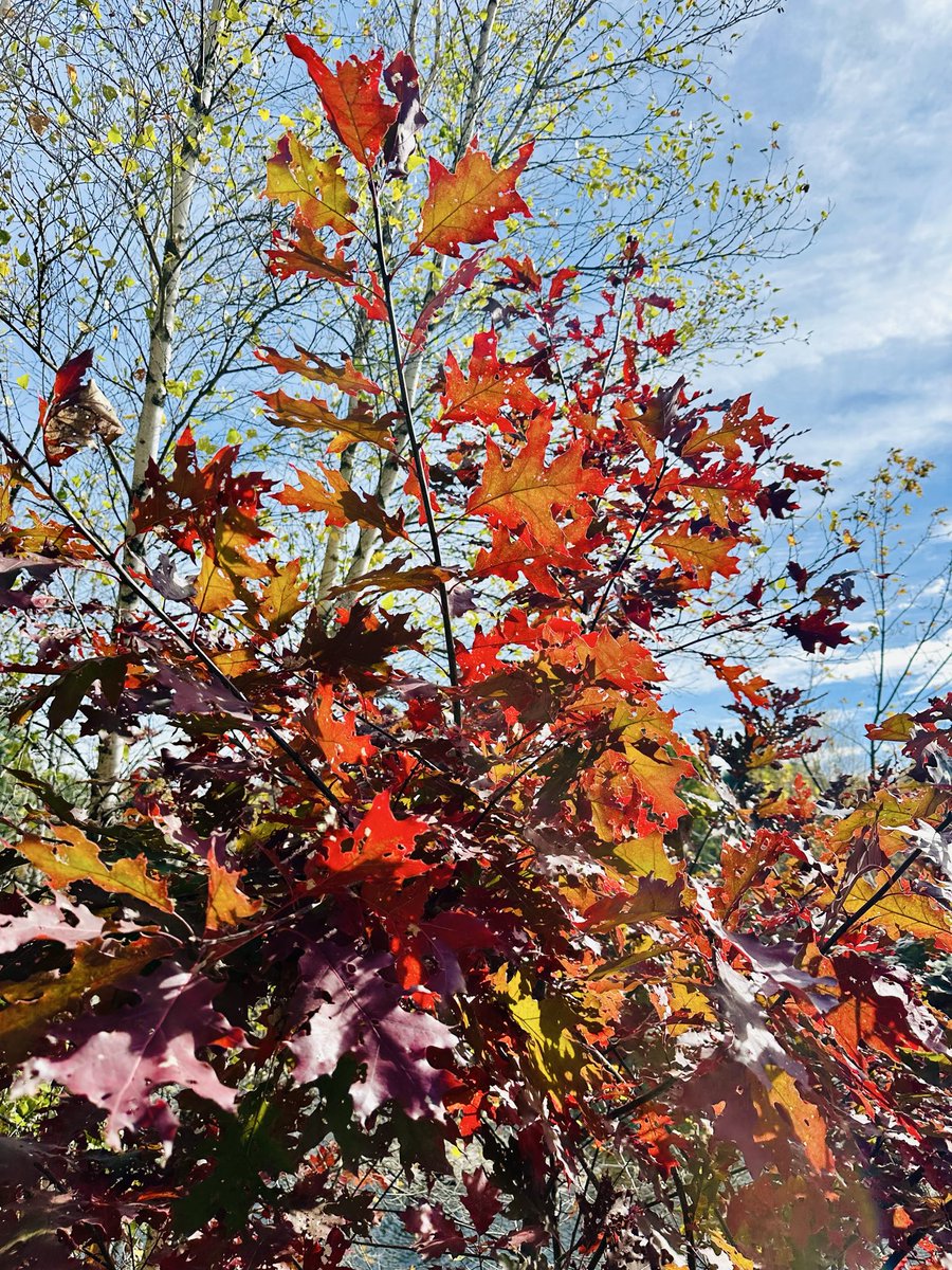 oldirtybatcher's tweet photo. 🍁🐦‍🔥🍂 https://t.co/7xAtvbWq70