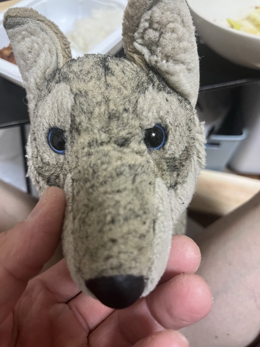 ジャックさん🐺
お前マズルかっこいいよな🤣