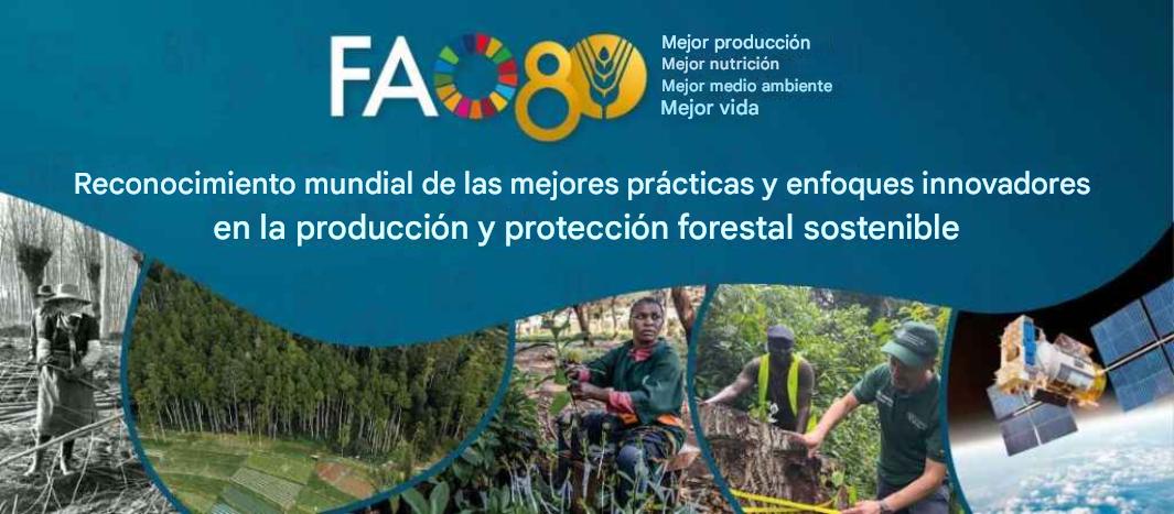 La FAO reconoció a través de AFoA su aporte en Producción y Protección Forestal Sostenible por la implementación del programa de competencias laborales de la STEySS junto a UATRE.
Un orgullo para seguir construyendo un sector más profesional y sostenible.
💚 ¡Gracias, FAO!
