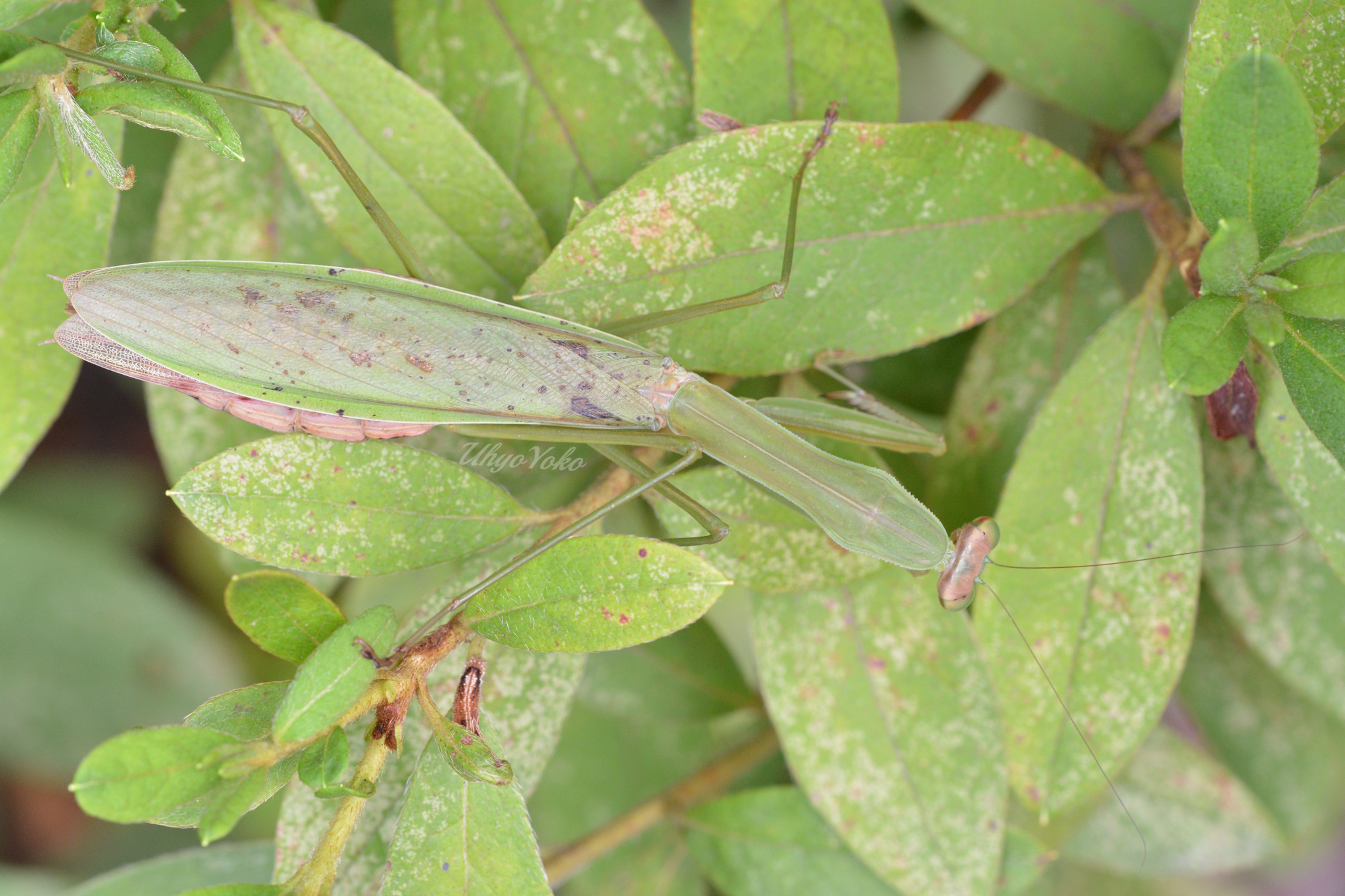 おおかまきり様　ありがとうございます