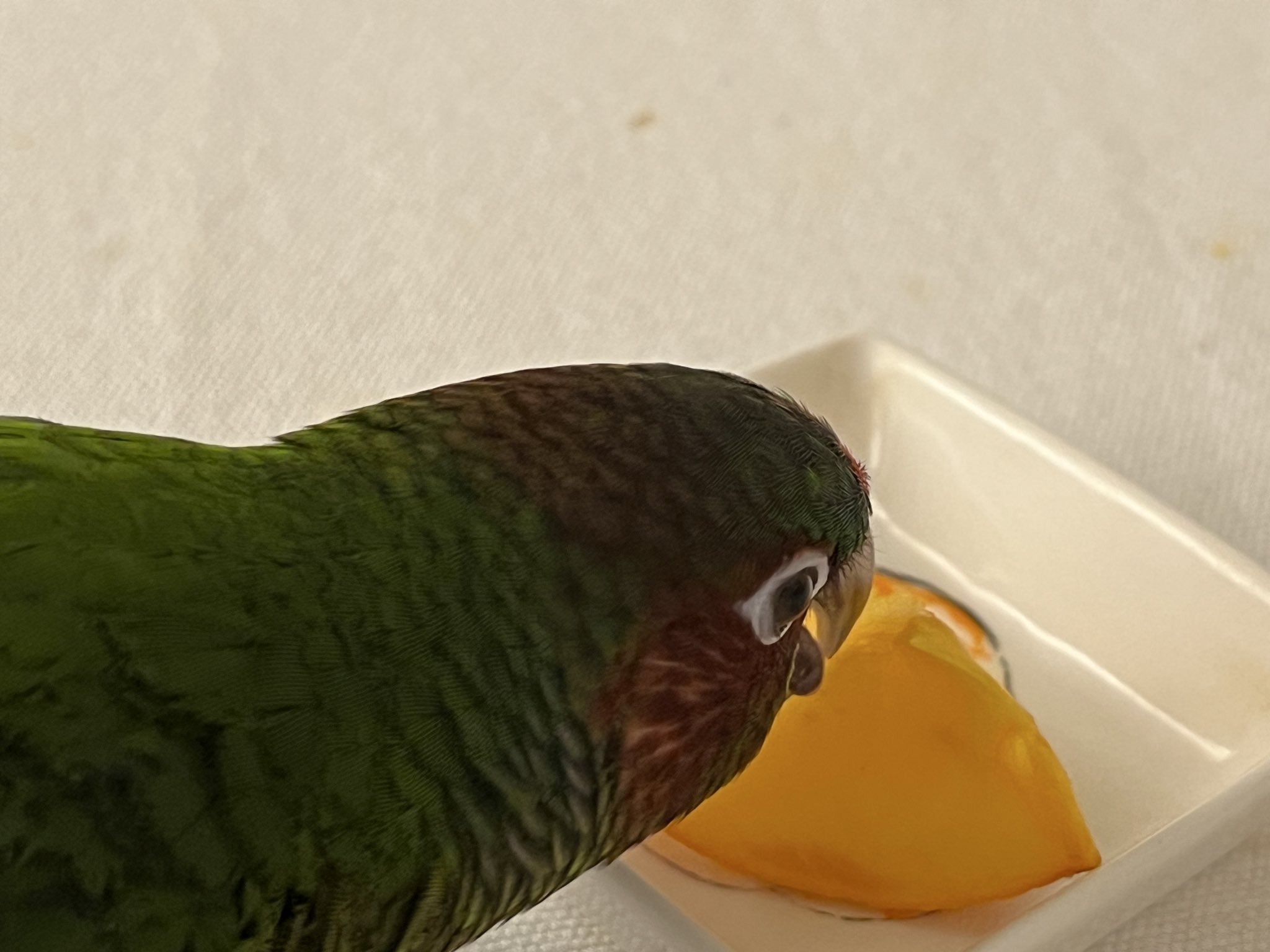 青い鳥 Birds by Toikka | Blue Bird | iittala