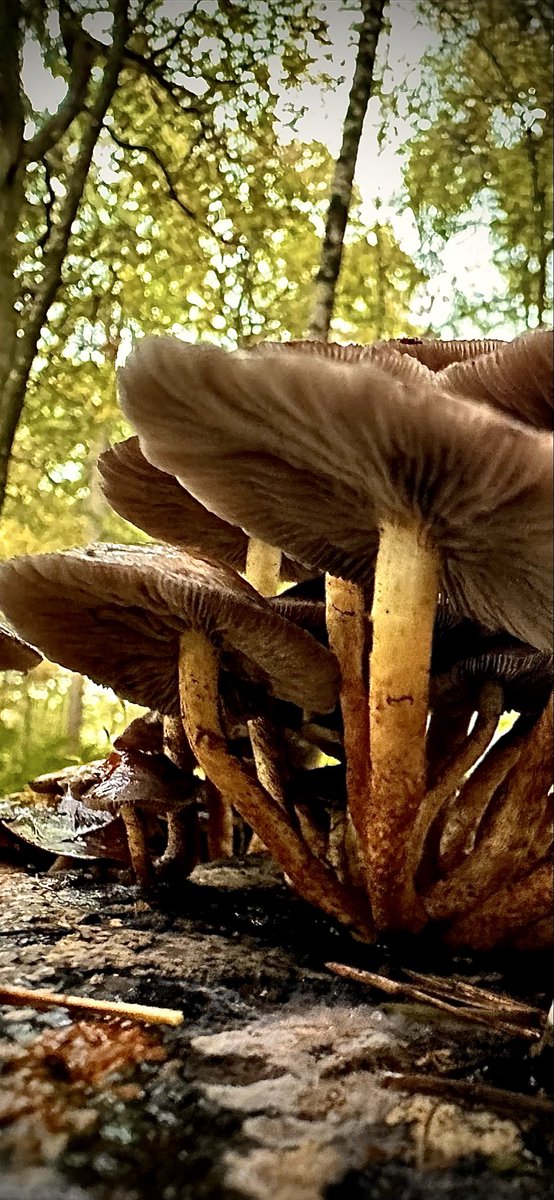 #hardlopen #running🏃‍♂️