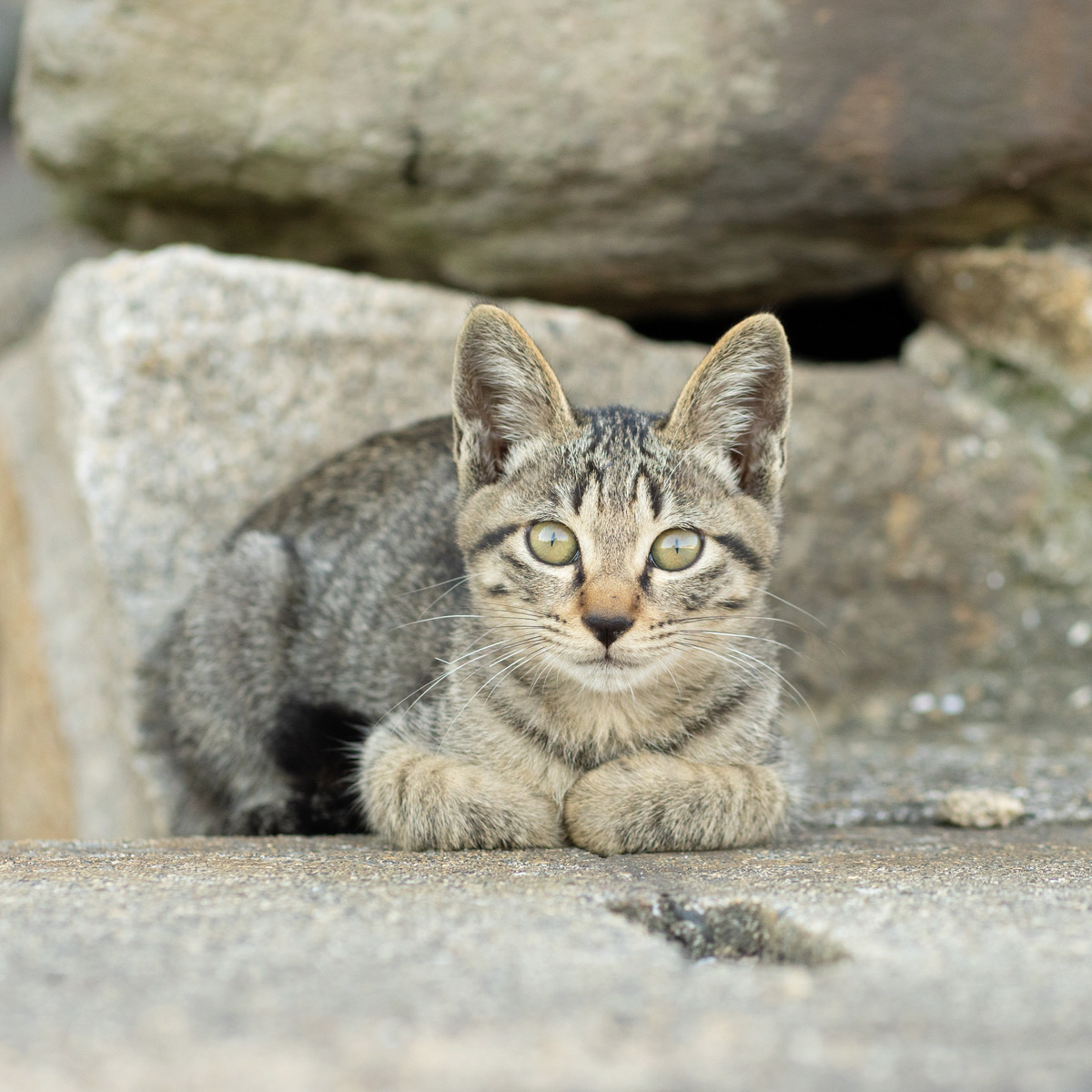 離島の子猫は島の住民に聞いて子猫連れて帰って大丈夫と言われたらok