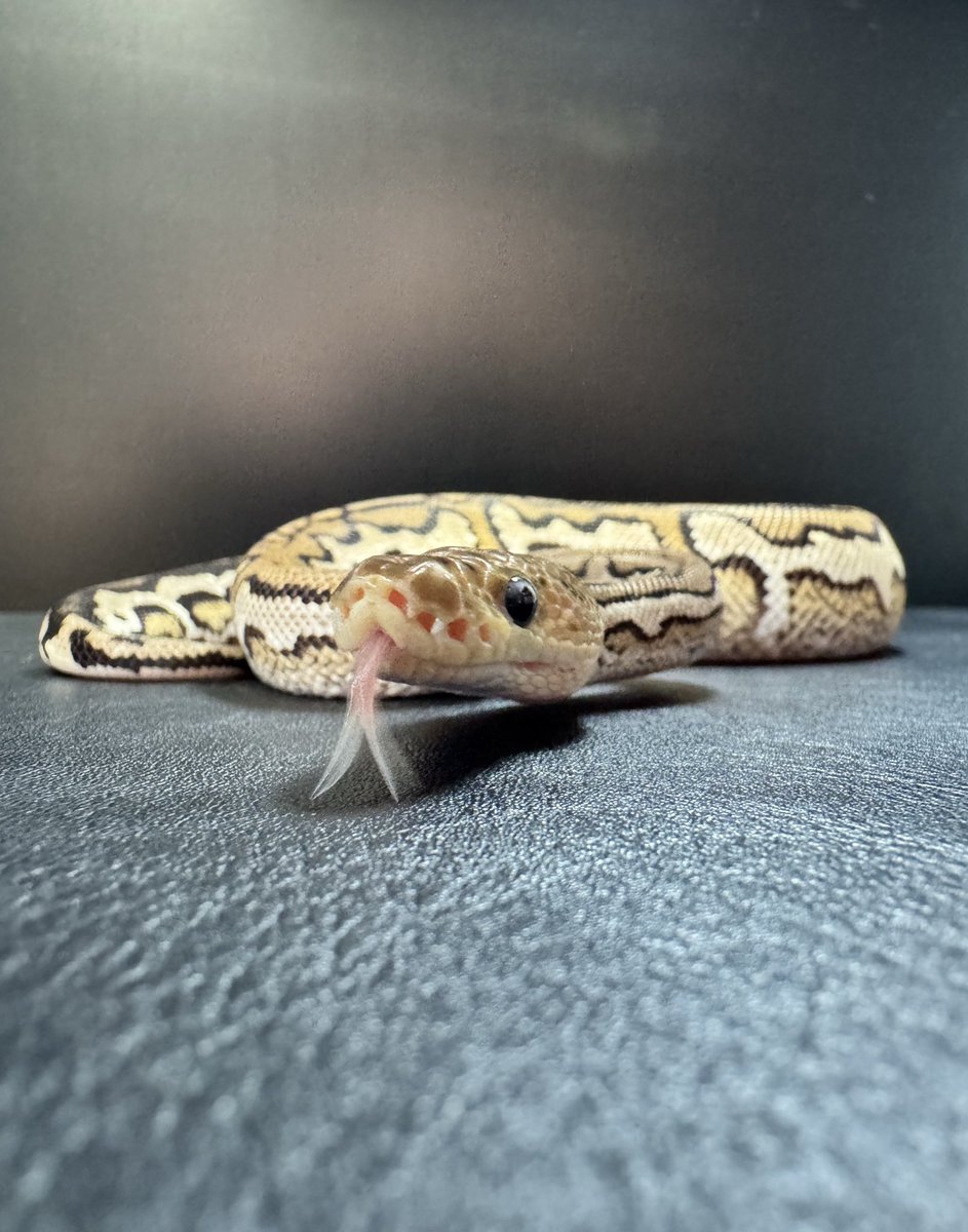 JignasReptiles's tweet image. 👅

#ボールパイソン
#BallPython