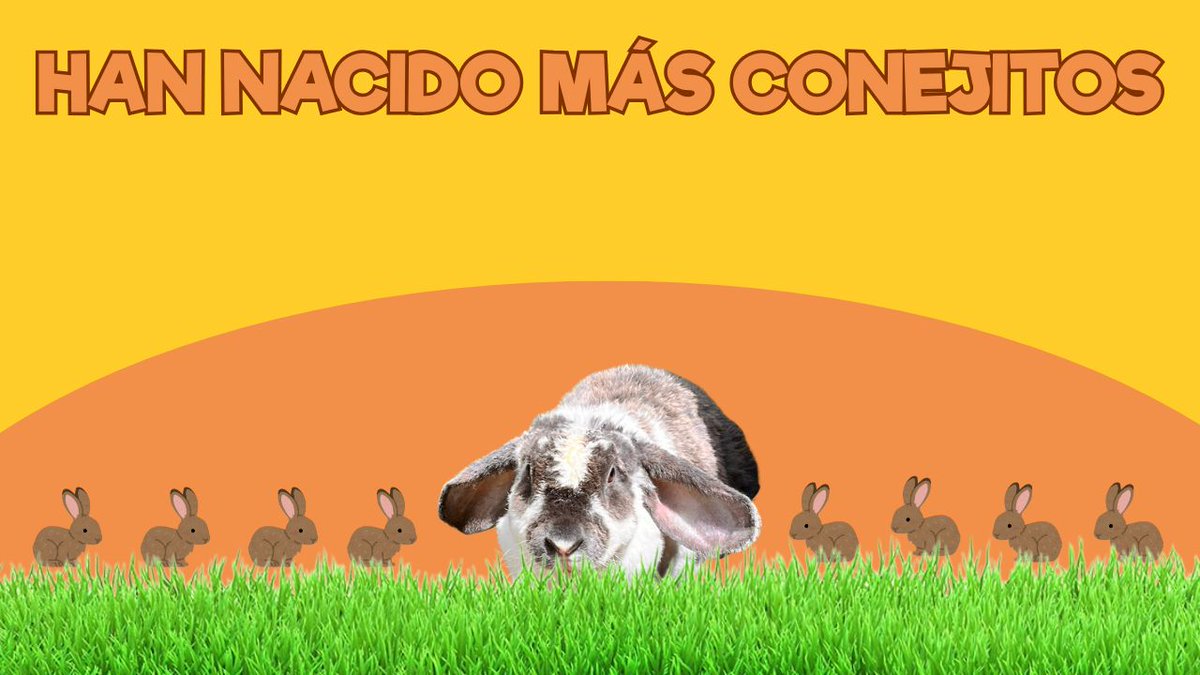 🐇 Han nacido más conejitos…

💞Son preciosos

#ZoodeSantillana #SantillanadelMar #Cantabria #Zoo #CuidadorporunDía #Niños #PlanesconNiños  #venalZoodeSantillana #viviendoenunzoo
#conejo
youtu.be/JOKw-JMG9sk