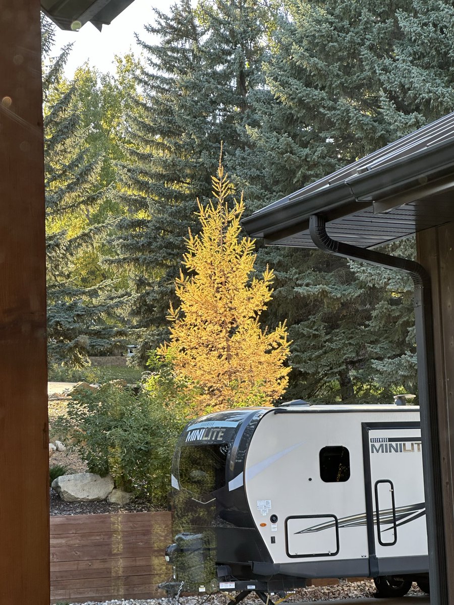 A Siberian Larch never disappoints!  Bursting in its beauty in the Fall!