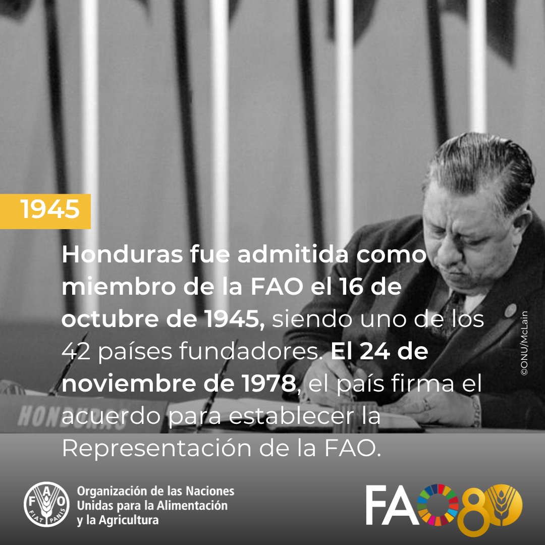 📜🌾En 1945, 🇭🇳 fue uno de los 42 países fundadores de la <a href="/FAO/">Food and Agriculture Organization</a>.

Tres décadas después, el país estableció la Representación de la FAO, marcando el inicio de una cooperación clave para fortalecer la seguridad alimentaria y el desarrollo rural sostenible.
👉 bit.ly/80AniversarioF…