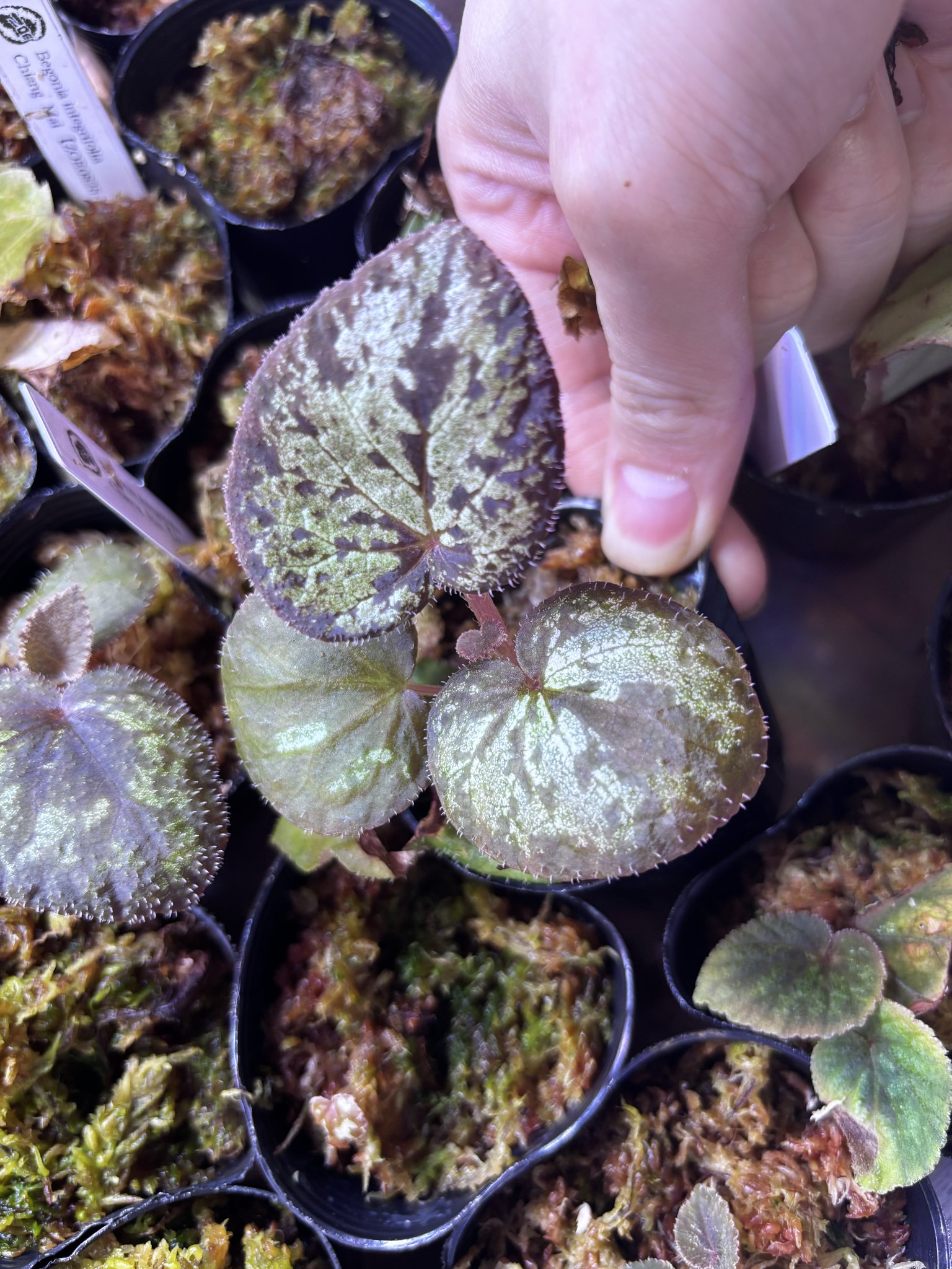 KENZO❣️Begonia 5点おまとめ Nigoによる「ケンゾー」限定コレクション第4弾 メゾンを象徴する