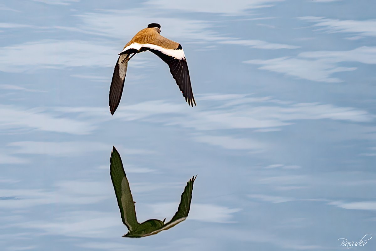 Reflection over Ramganga    
#IndiAves #BBCWildlifePOTD #ThePhotoHour #natgeoindia #wildlifephotography #SonyAlpha #BirdsSeenIn2025