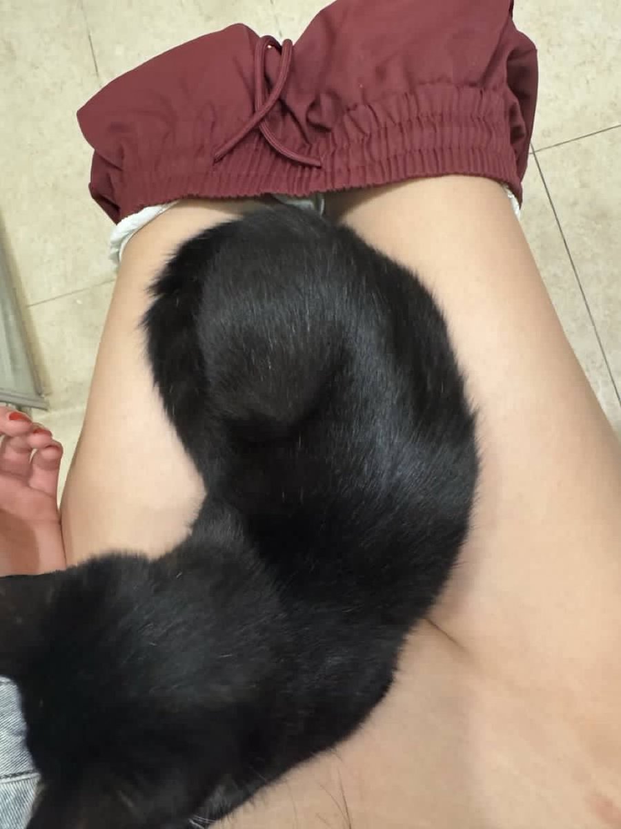 Chăm mèo cùng em không, ai ở gần sg inbox fwb sở thích nuoii mèo cmt e biết nha. Inbox telegram e 🥰