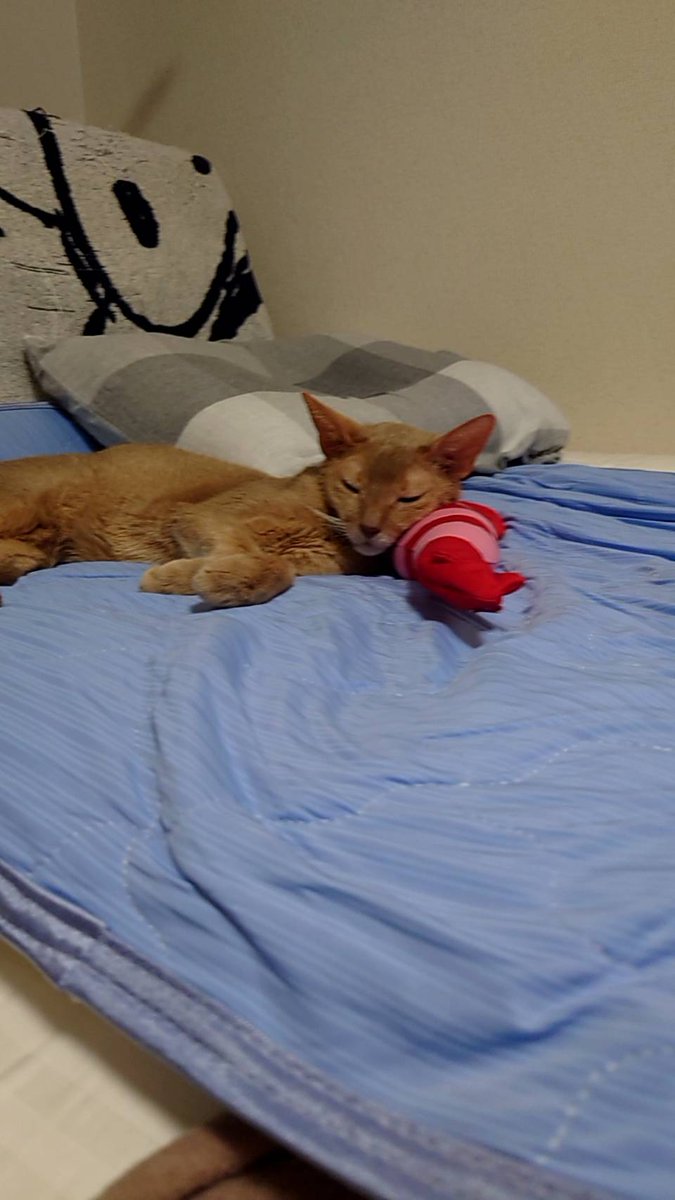 mujin_fuga's tweet image. お気に入りのエビのおもちゃ