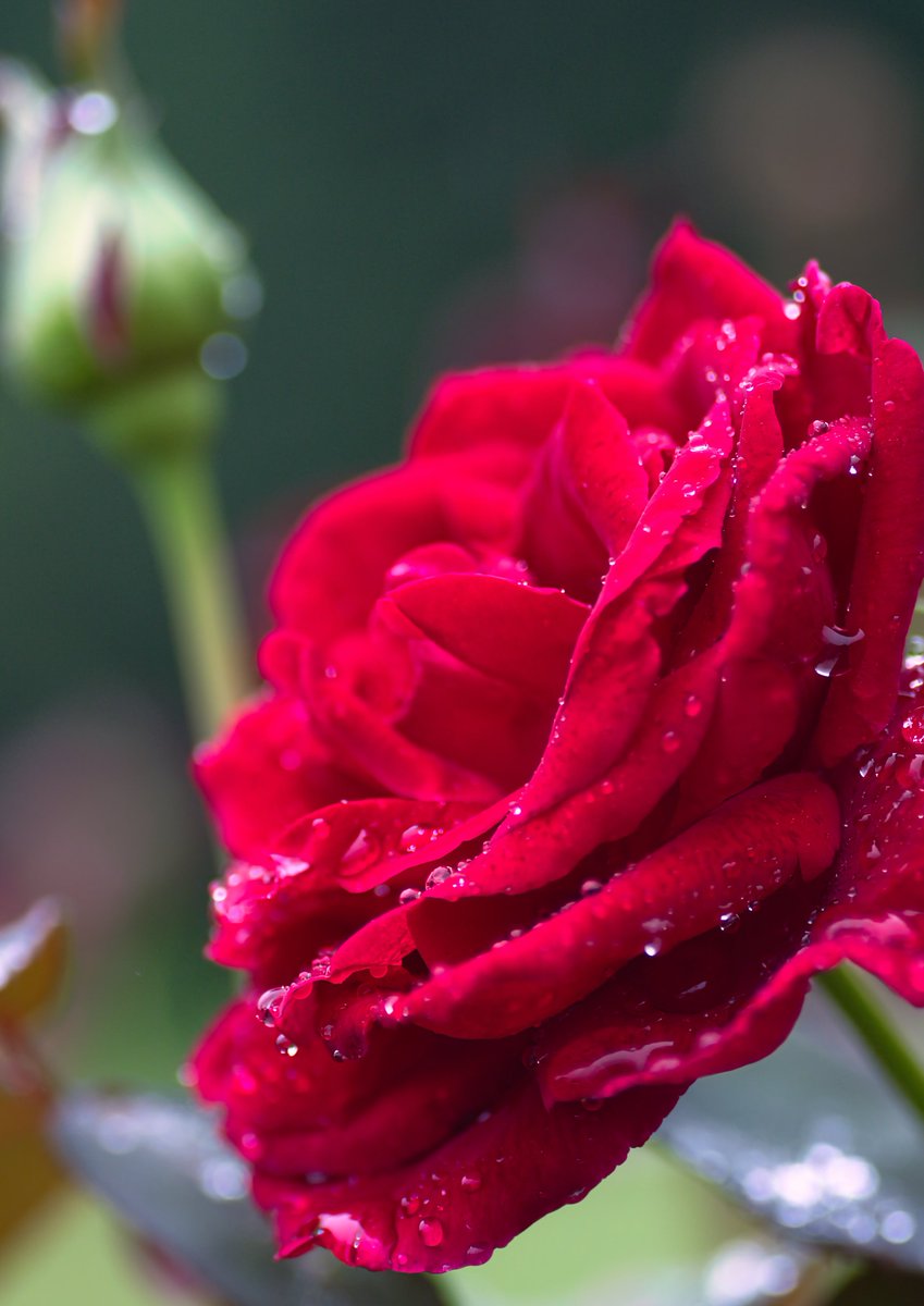 Toppo_photo's tweet image. 薔薇

#写真好きな人と繋がりたい
#ファインダー越しの私の世界
#TLを花でいっぱいにしよう
#キリトリセカイ