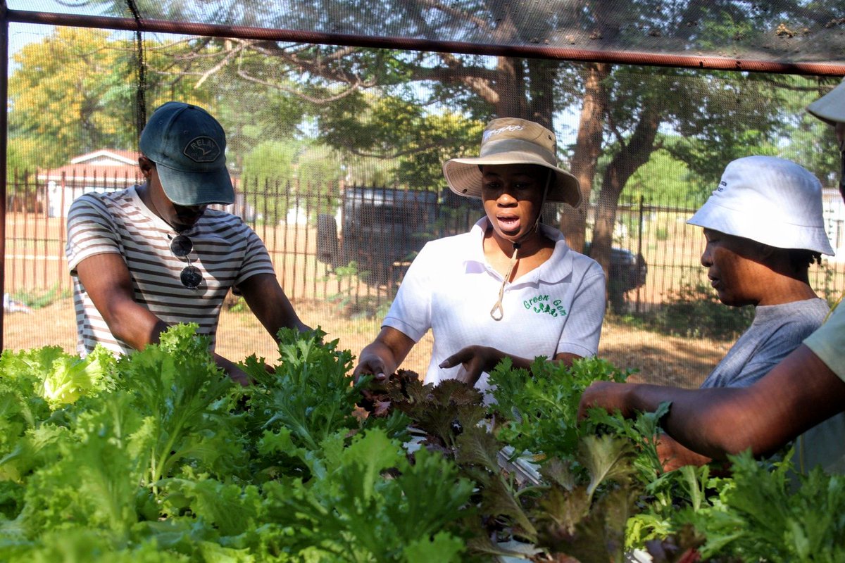 We are thankful to our incredible sponsor  <a href="/dgmthon/">Diacore Gaborone</a> for our #HydrophonicProject

It is through their sponsorship that #GreenGemNurseryGardenMaintenanceandLandscaping  has been instrumental in helping us grow a variety of vegetables, including fresh, crisp lettuce!