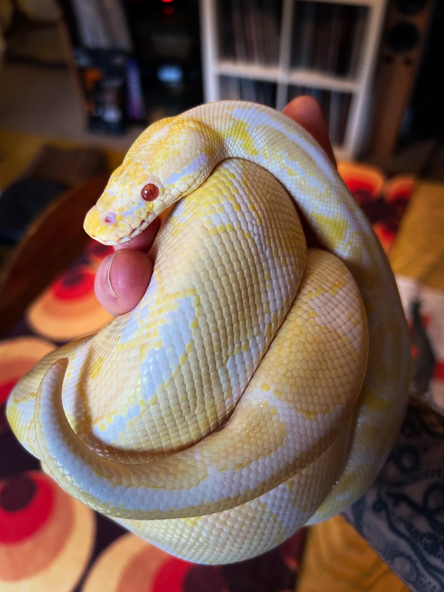 Raglanboy's tweet image. Our Percy the #royalpython 

#snakes #ballpython