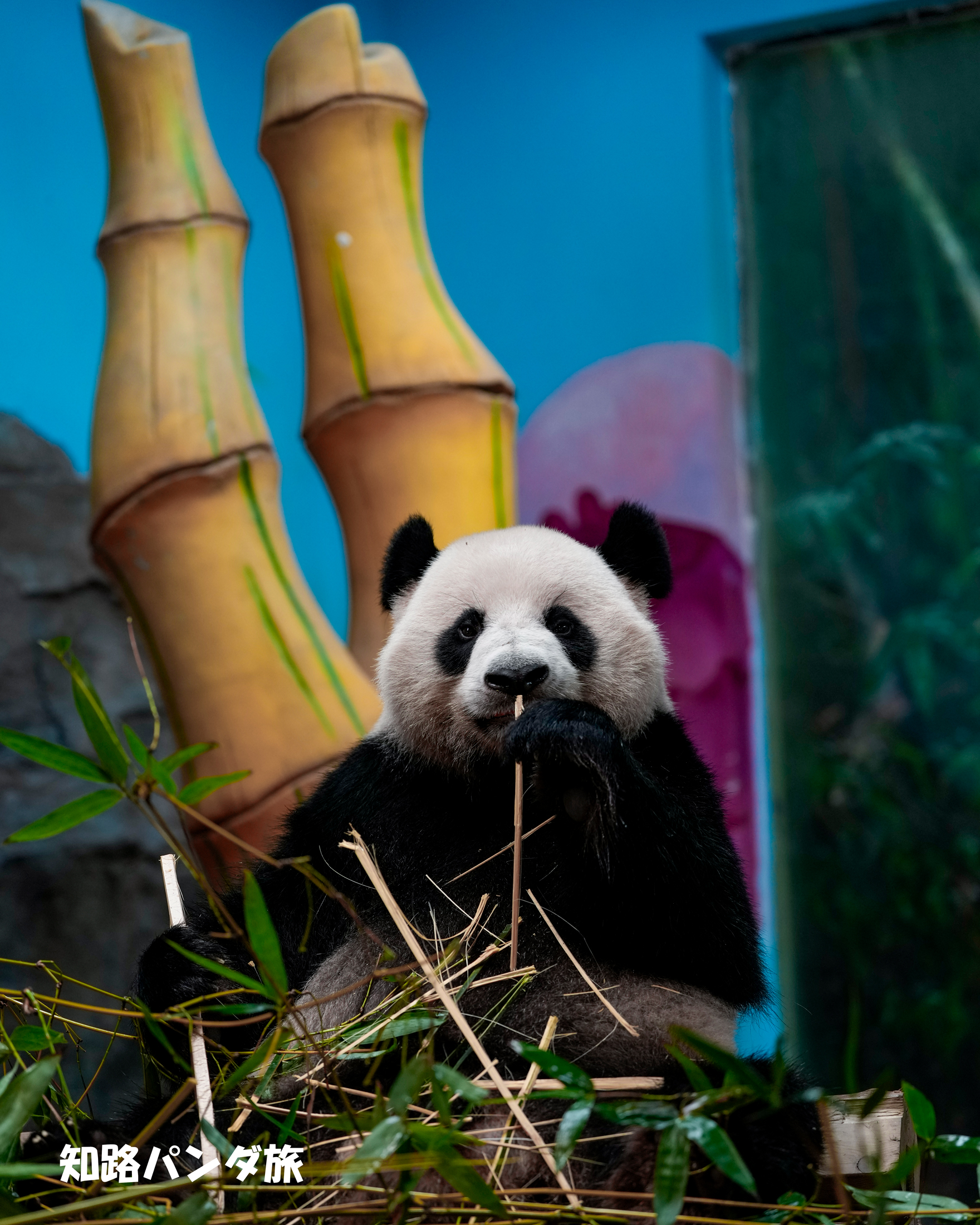 紀伊民報連載　ありがとうパンダ 宝島社 otona MUSE オトナミューズ 雑誌 付録 紀伊国屋×ケイタ