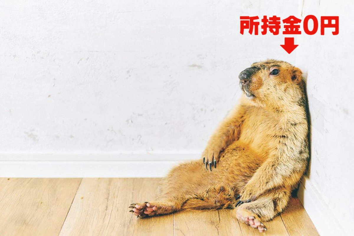 Dr. Marmot - ドクターマーモット (@dr_marmot_) on Twitter photo 
