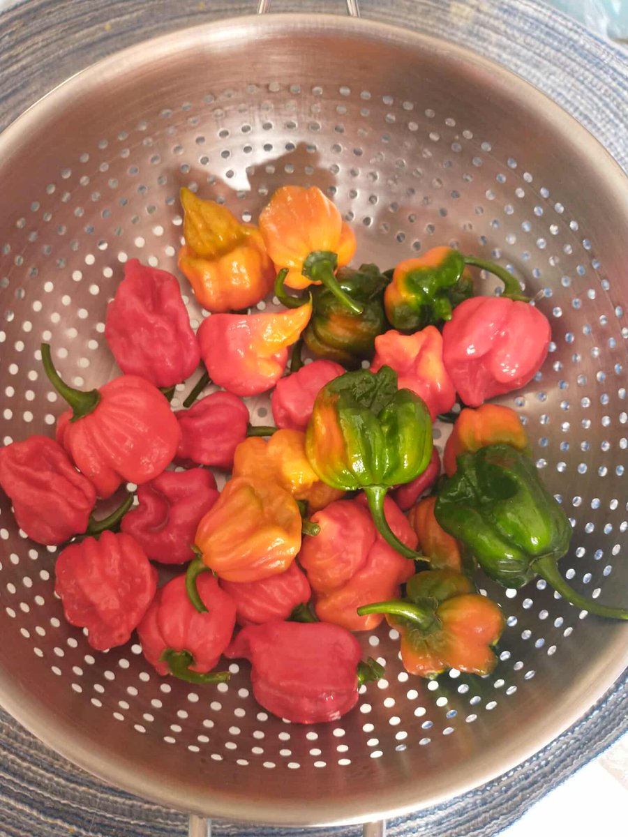 Mohammad Siddiquee, Ph.D. tweet media