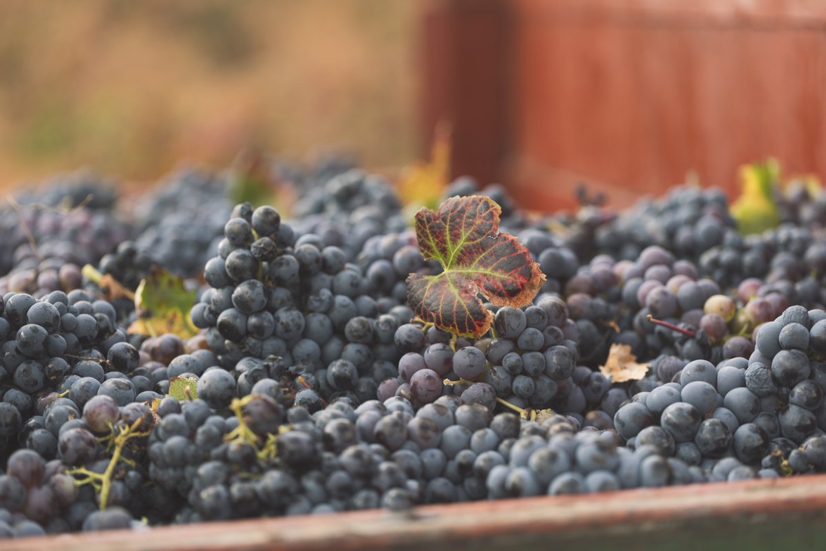 TierraBobal's tweet photo. 🍇 ¡Feliz Día de la Uva #Bobal!

Nos da nombre como destino turístico y nos une como territorio👉En #TierraBobal esta variedad da vida a vinos llenos de carácter y dibuja nuestro paisaje: viñedos que abrazan el paisaje, fruto de la tradición y el cuidado de generaciones https://t.co/DHaxXW2gqu
