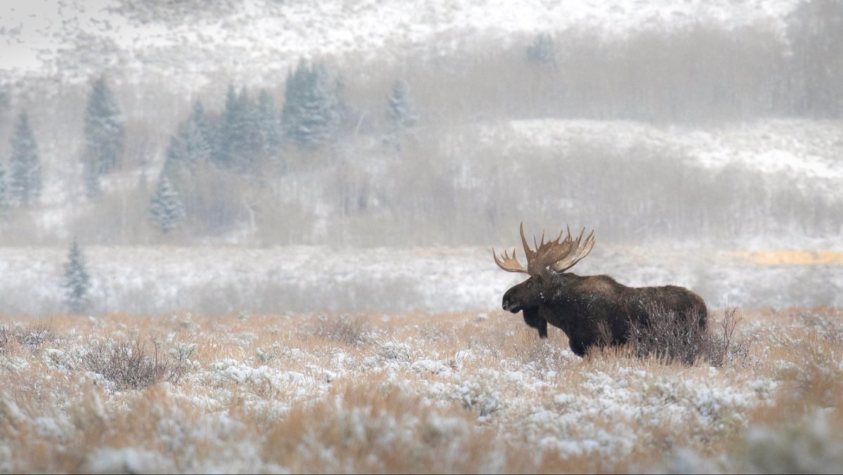 Brynn Alise (@brynnalisephoto) on Twitter photo The first image in my six-week drop, starting next week is โThe Northern Sentinelโ.
0 reserve, 24 hour auction
Drops Thursday, October 23rd, 12 pm EST
One of the things I am focusing on with this series is the feeling of being alone with these majestic animals. As our public The first image in my six-week drop, starting next week is โThe Northern Sentinelโ.
0 reserve, 24 hour auction
Drops Thursday, October 23rd, 12 pm EST
One of the things I am focusing on with this series is the feeling of being alone with these majestic animals. As our public