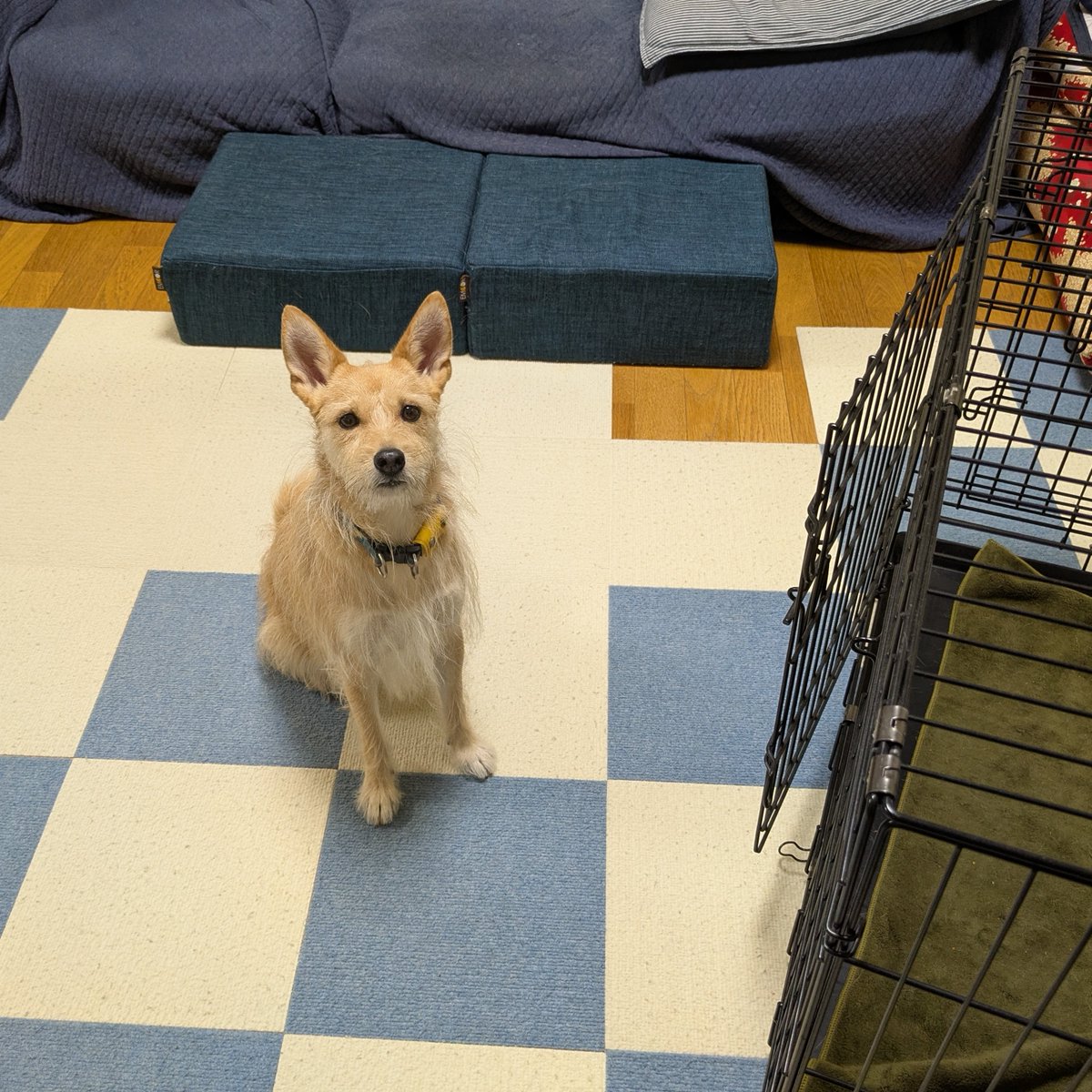 犬ちゃん (@dogchan1010) / Posts / X