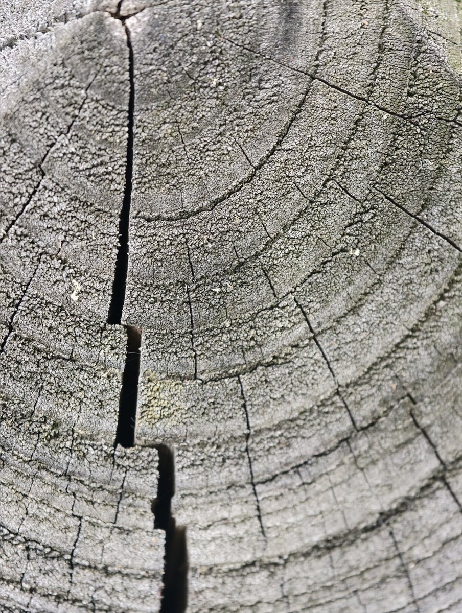 tapioka_camera's tweet photo. #Macrophotography for school https://t.co/GVAvNqFAfX