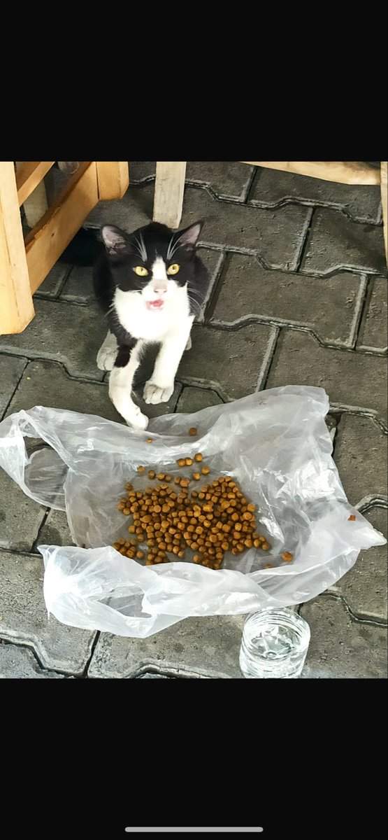 Patisi ne halde😢 acısından bağırıyor.  Lütfen yardım edin ona😢