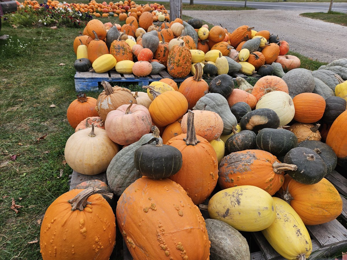 Visited the farm last week. Their sweet dumpling was amazing!