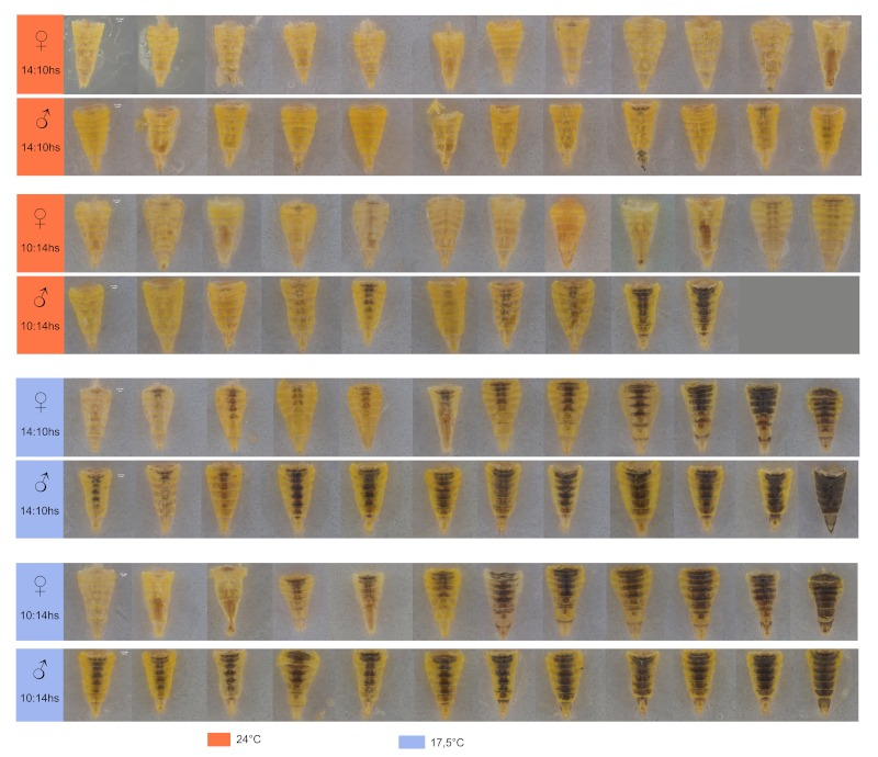 📌Hallazgo clave en la plaga de la chicharrita del maíz 

🌽Científicos de la FML revelaron en un estudio que ni la temperatura ni la duración del día son los factores que disparan su reproducción, sino la presencia misma del maíz: lillo.org.ar/index.php/node…