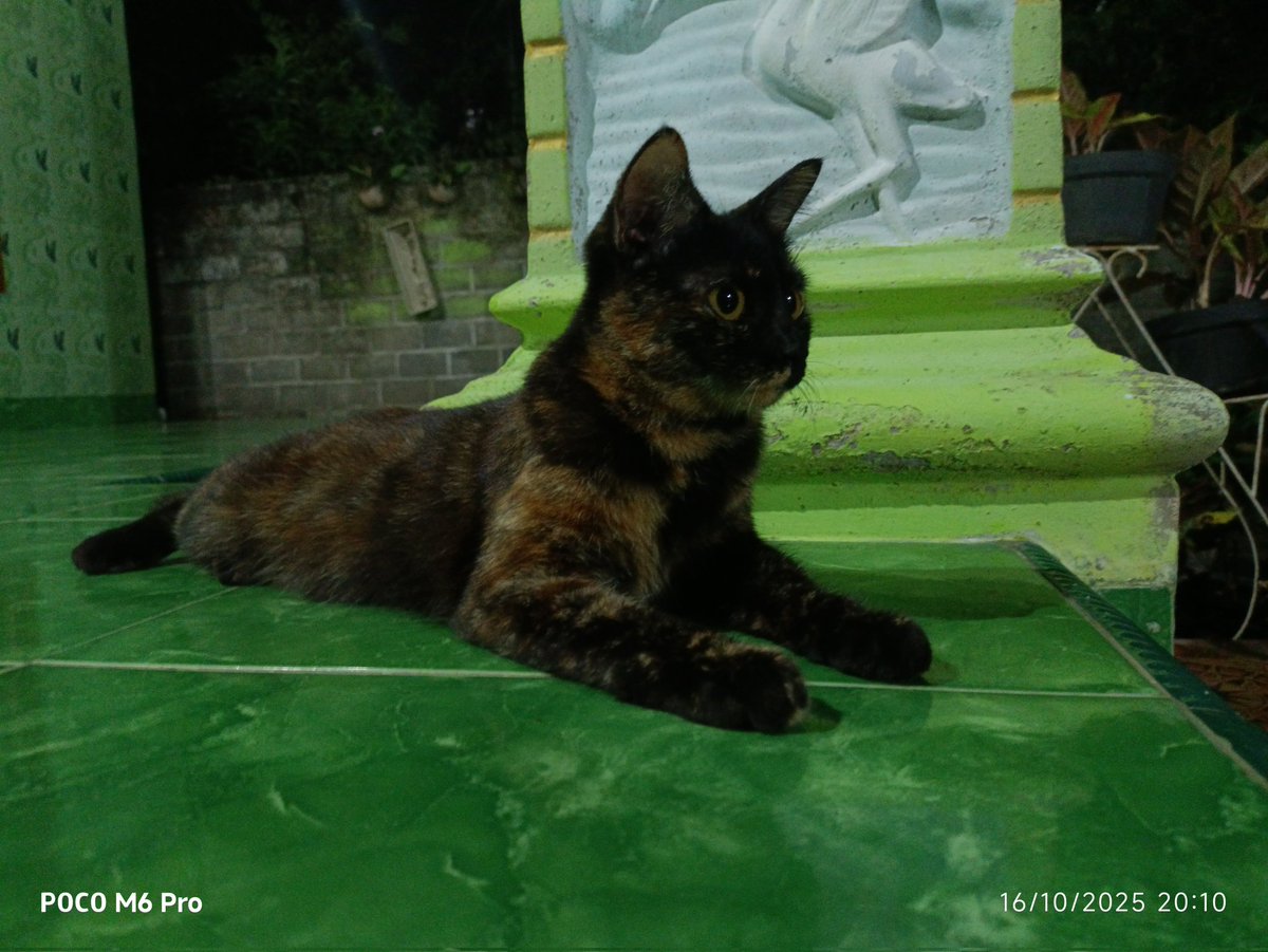 REDIANSAHWOLF's tweet photo. A cat🐱 https://t.co/kIYBpzrGfR