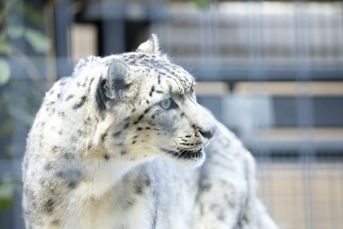 円山写ん歩
あっちたのしそうー
***
Take a walk at Maruyama Zoo
Looks fun on the other side
***
🐾
🐾
#円山動物園 #ユキヒョウ #フブキ
#maruyamazoo #snowleopard #fubuki