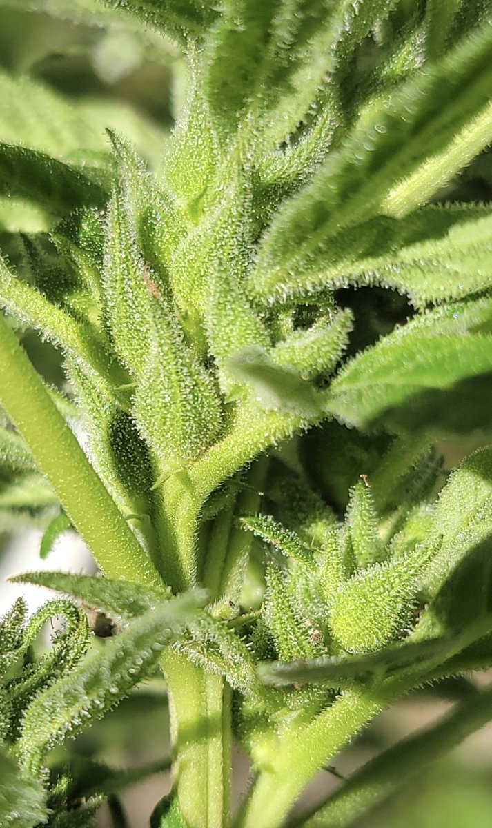 med_man_brand's tweet image. #oldschool #hierloom #oaxaca #landrace #sativa 

#orange #citrus #skunk #catpiss #pine #forest and #cedar