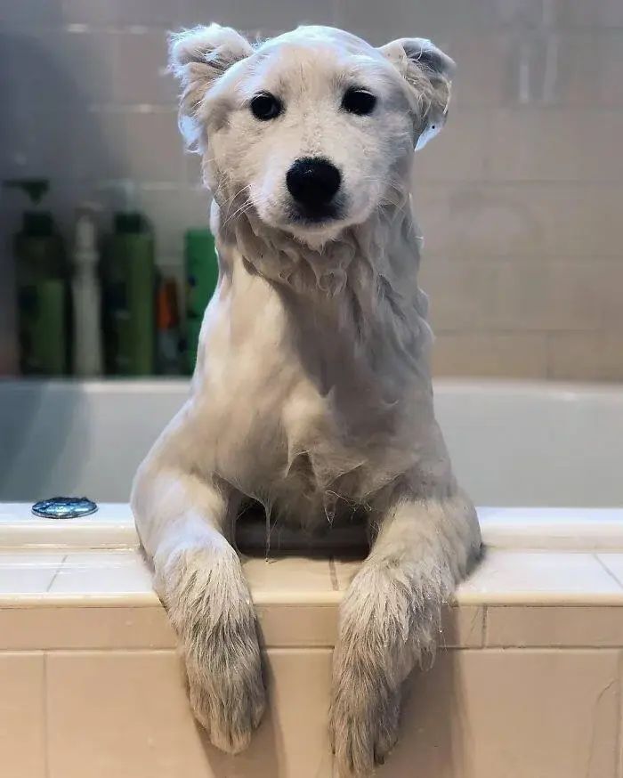 Dog that looks like a Polar bear after having a bath.