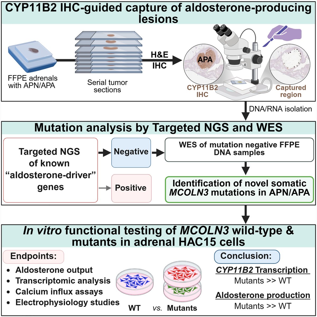 MicheleLabUM's tweet image. A new study in @HyperAHA from @UMPhysiology labs of Bill Rainey and Juilee Rege identifies somatic MCOLN3 mutations as a novel driver of aldosterone-producing adenomas (APA) and provides a new target for treating endocrine hypertension. 👇Read the paper: ahajournals.org/doi/10.1161/HY…