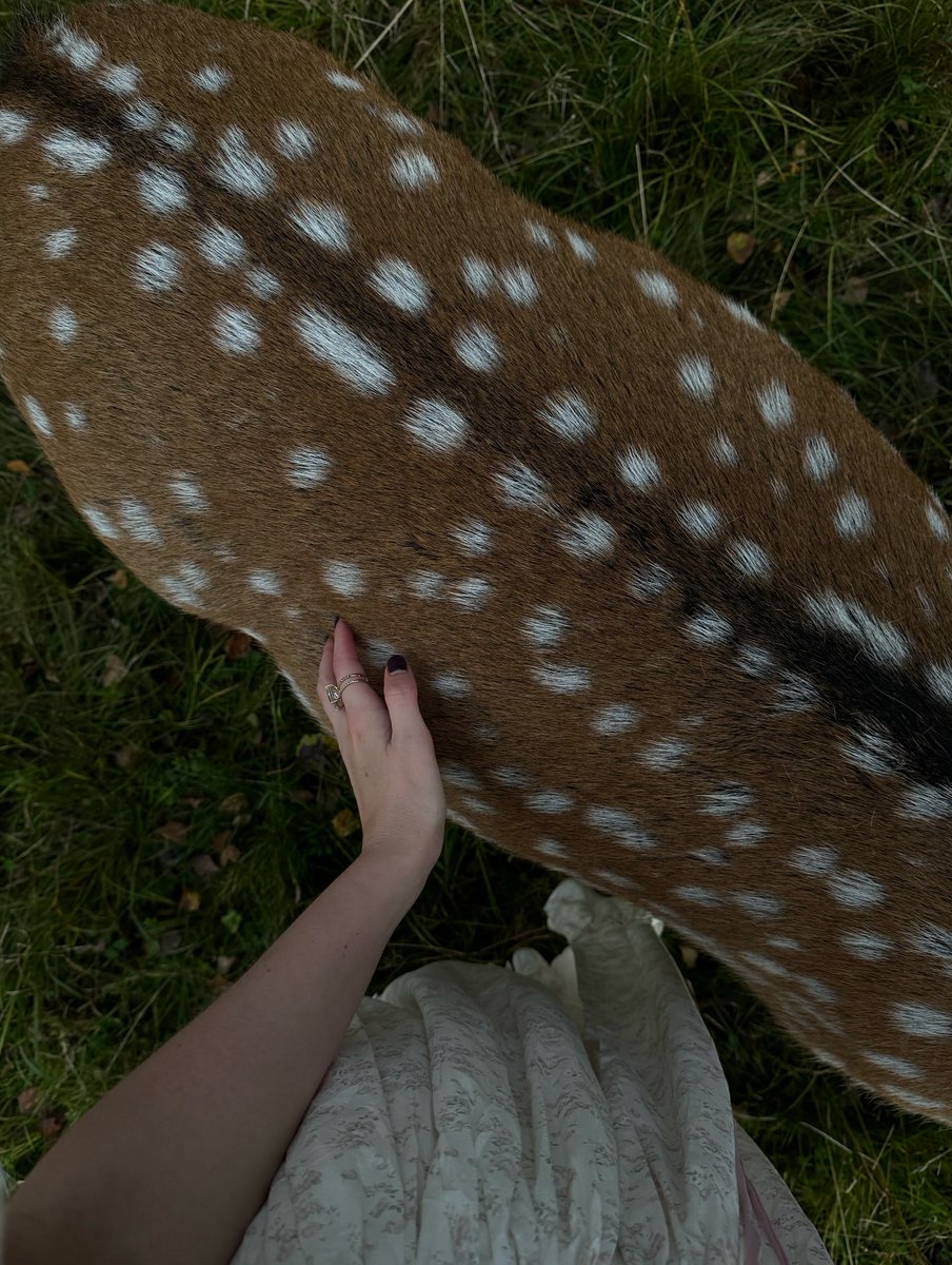 rinny (@fawns) on Twitter photo 