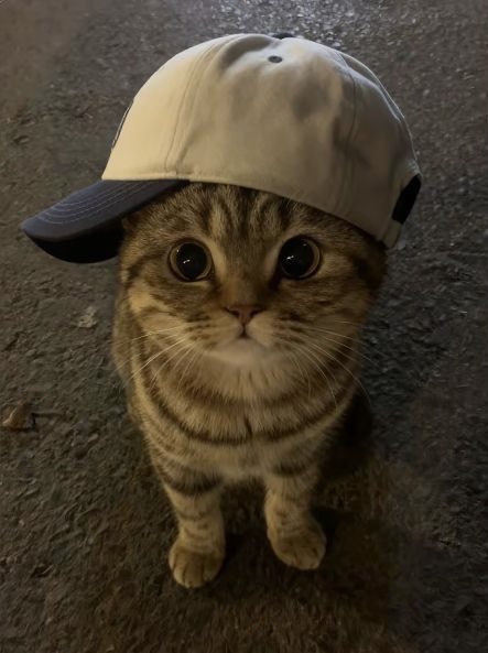 xnghan as cats 🐈‍⬛ (@seunghanascats) on Twitter photo 