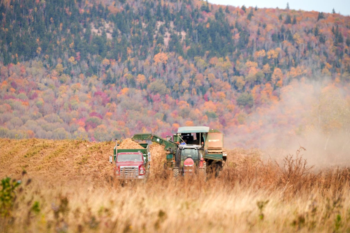 Photos from the top of Hilldale in New Denmark, NB, during last week’s visit to DeGooyer Farms Ltd. Great to see the harvest in full swing on top of the hill!
#PotatoHarvest #NewDenmarkNB #DeGooyerFarms #HarvestSeason #potatoesnb #potatoes #newbrunswick