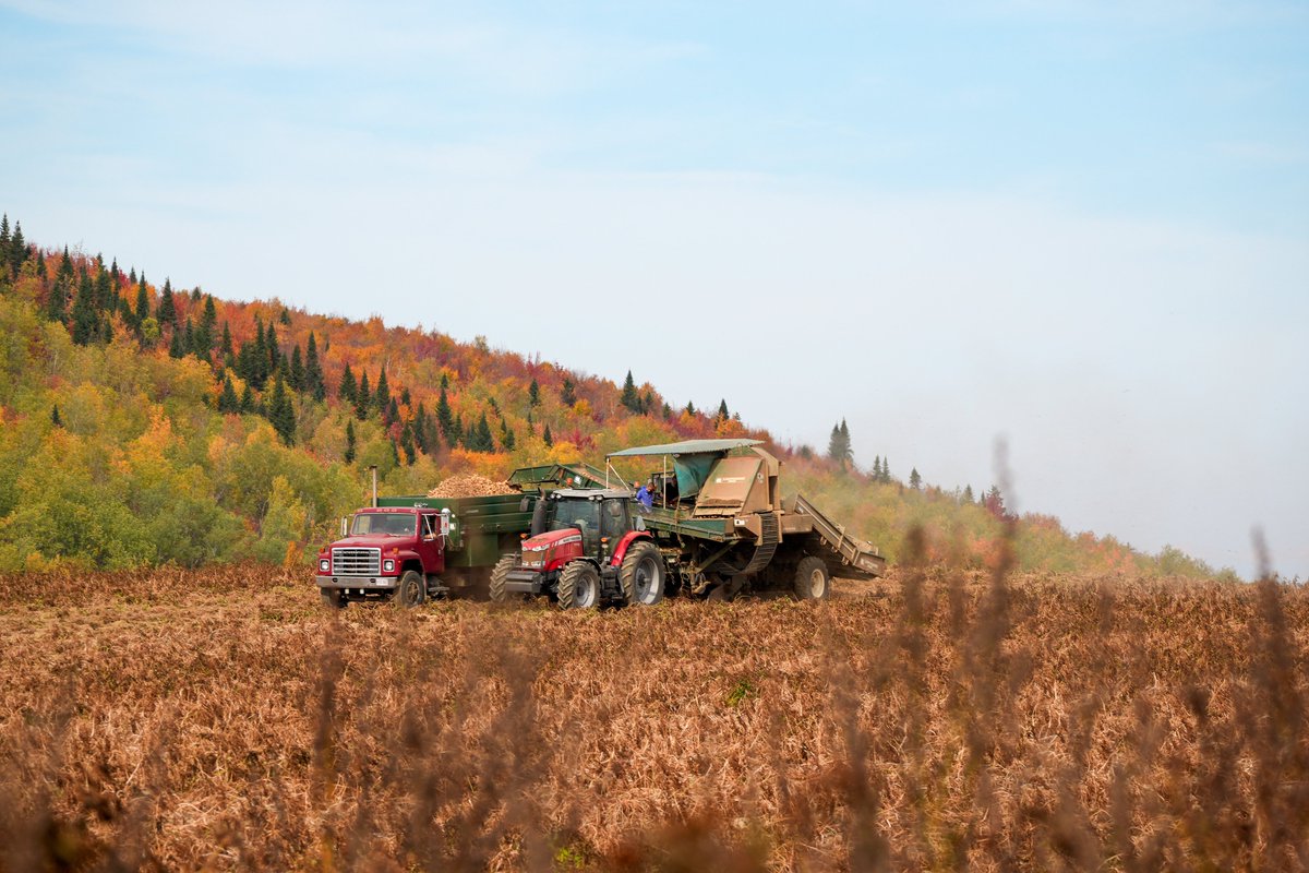 POTATOESNB's tweet photo. Photos from the top of Hilldale in New Denmark, NB, during last week’s visit to DeGooyer Farms Ltd. Great to see the harvest in full swing on top of the hill!
#PotatoHarvest #NewDenmarkNB #DeGooyerFarms #HarvestSeason #potatoesnb #potatoes #newbrunswick https://t.co/lg7N81NI72