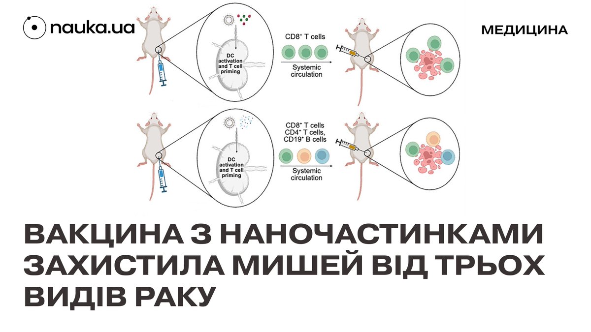 💉 Вакцина на основі фрагментів ракових клітин, загорнутих у ліпідні наночастинки, захистила мишей одразу від трьох видів раку
⠀
Протягом 250-денного періоду дослідження від 69 до 88 відсотків вакцинованих нею мишей змогли вижити та не мали ознак раку підшлункової залози,