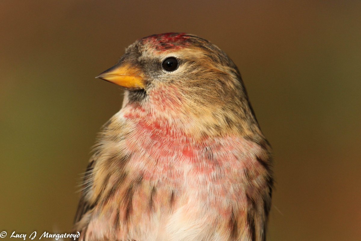 Large numbers of Lesser Redpoll are currently on the move through the #LDV - one ringed at 5pm on the 6th October at #SkipwithCommon NNR was recaught by another ringer, 29 km away, at Thorpe Marsh at 11.30am the following morning <a href="/YorkBirding/">York Birding</a>