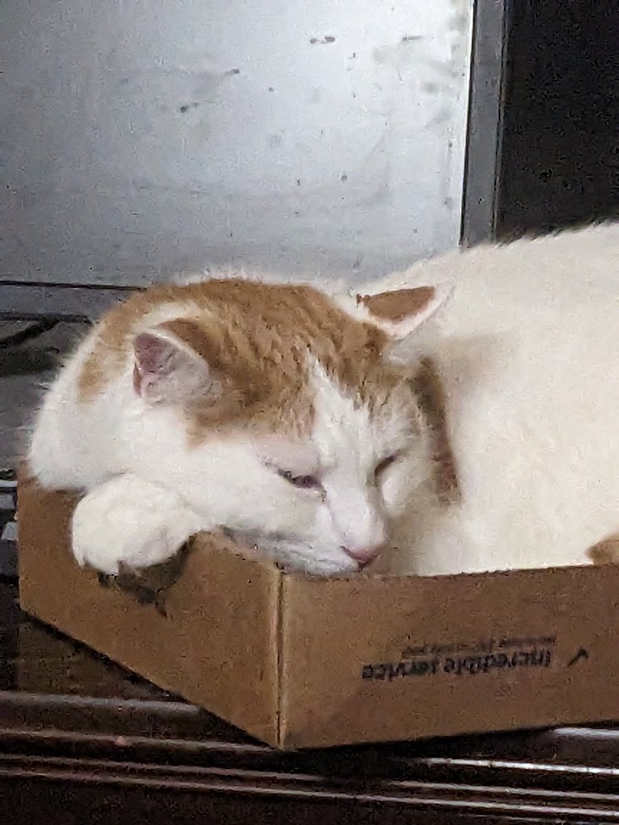 BT_Musings's tweet photo. @JortsTheCat We had to buy rubber bumpers to keep doors from closing with cats on the wrong side... This guy in particular. https://t.co/ihNcuAPgY5