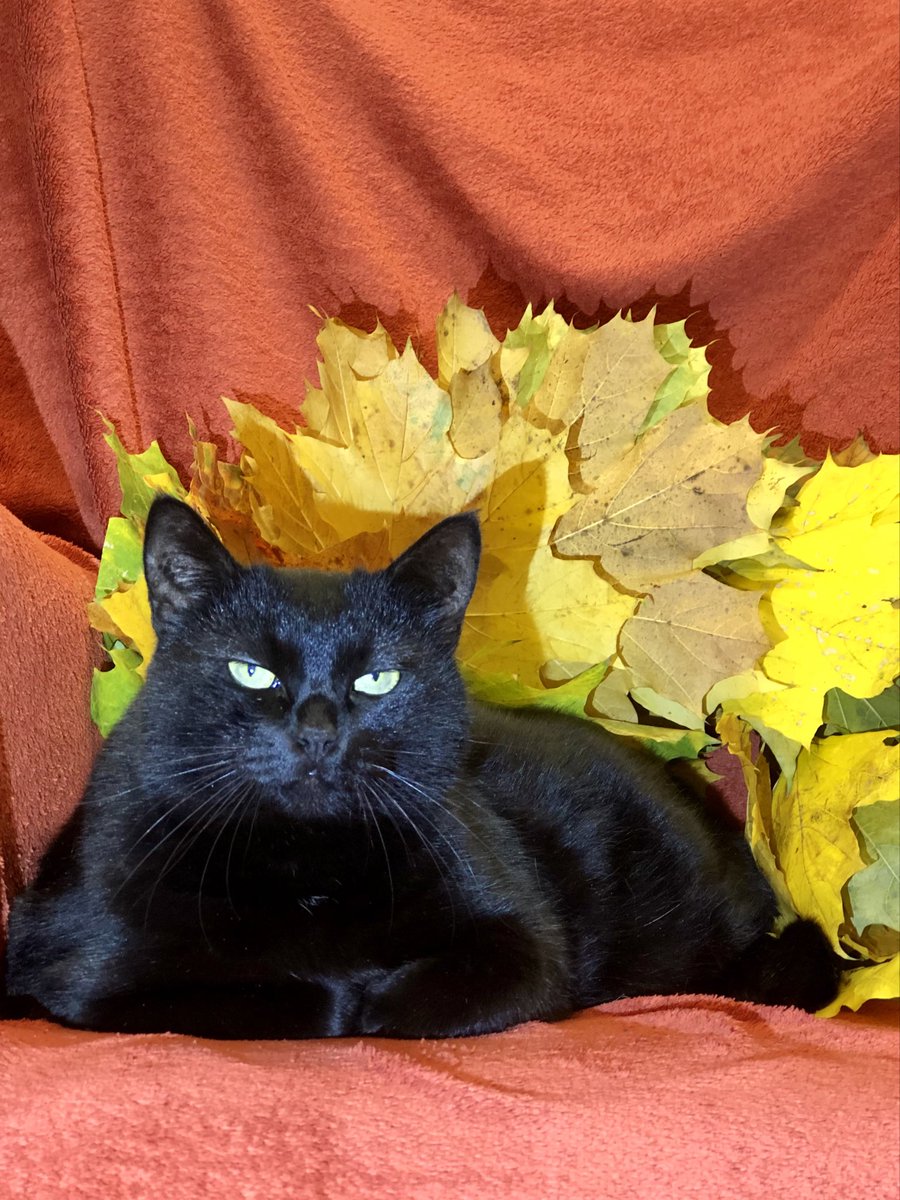 ubezh777's tweet photo. Осенние котики ждут тёплые уютные дома🐾🍁🍂🌾
#приют_убежище
СПб, БФ «Убежище»
+7-906-259-34-88 https://t.co/bNfmMtEE30
