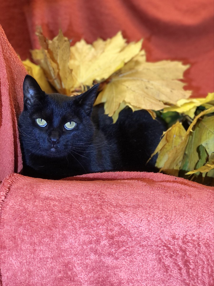 ubezh777's tweet photo. Осенние котики ждут тёплые уютные дома🐾🍁🍂🌾
#приют_убежище
СПб, БФ «Убежище»
+7-906-259-34-88 https://t.co/bNfmMtEE30