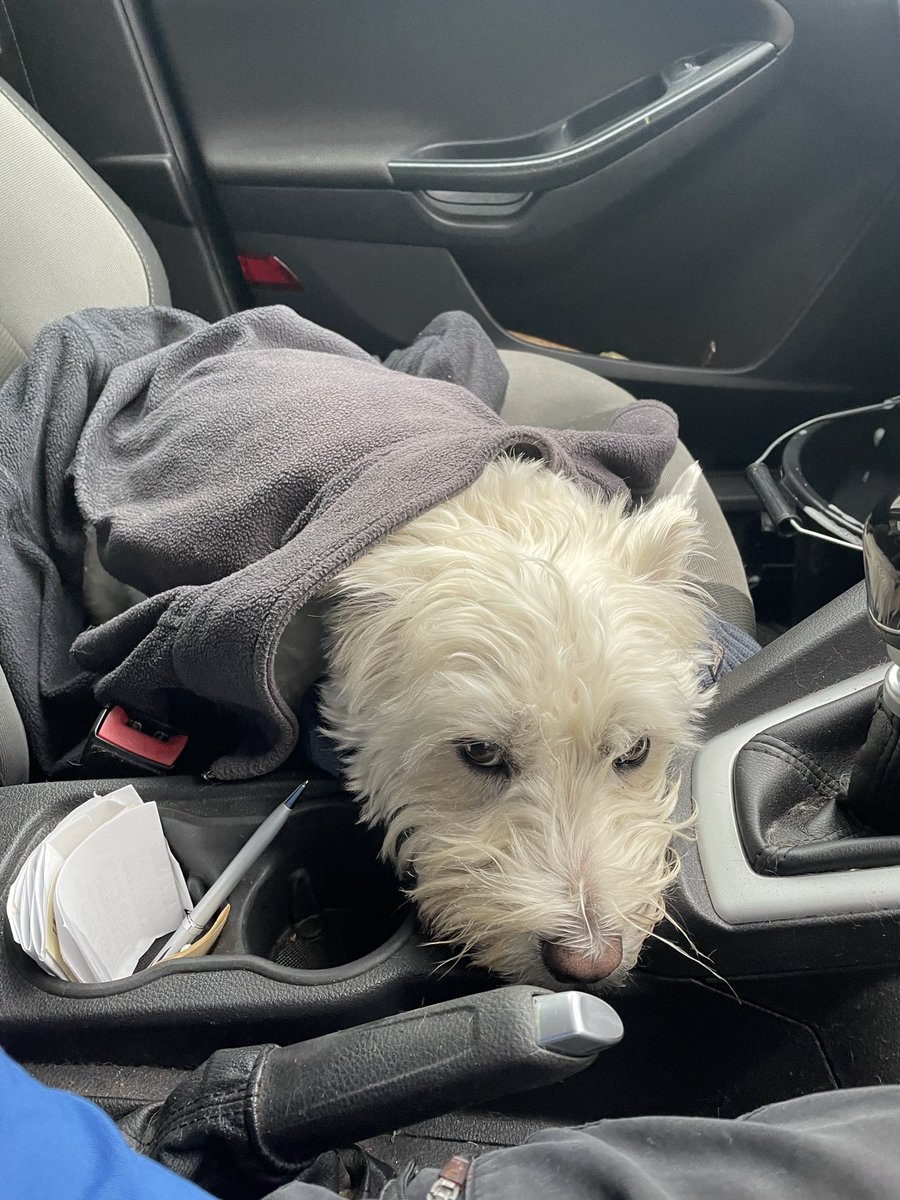 Bobby Watson RIP Busby Watson, Archie, Winston ❤️ tweet media