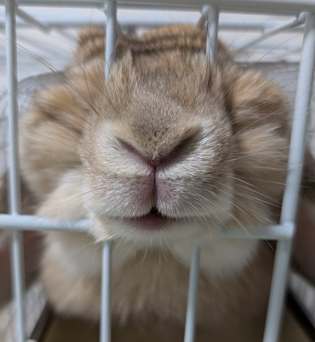 mlkchcusa's tweet image. ｵﾔﾂﾎｼｲ！ｵﾔﾂﾎｼｲ！！！

#うさぎ #うさぎのいる暮らし