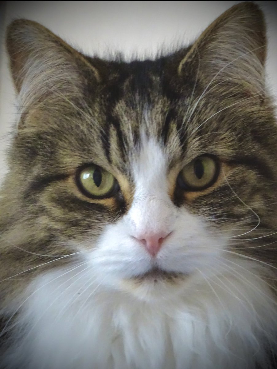 ⚽️Leo the Bangor dog🏴󠁧󠁢󠁷󠁬󠁳󠁿 tweet media